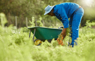 Wall Mural - These carrots didnt grow themselves. Full length shot of a male farm worker tending to the crops.