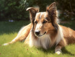illustration of a lassie dog, a collie lying down in the grass in sunlight