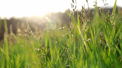 Wall Mural - Camera fixed, green grass and seeds under the sun, depth of field