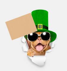 Poster - Saint Patrick's Day concept. Happy mastiff puppy wearing sunglasses and green leprechauns top hat holds  empty placard and looks through the hole in white paper