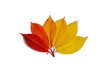 Bright assorted autumn leaves isolated on white background. Fall maple, oak and rowan tree leaves