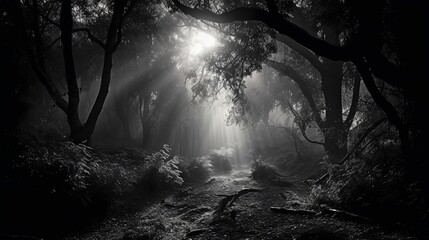 Wall Mural - dark forest in the night