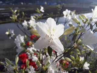 Wall Mural - close-up royal azalea blossoms . white  royal azalea blossoms . 