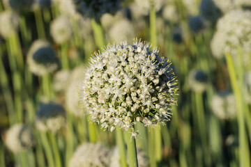 Wall Mural - Inflorescence of the onion on field on a blurred background