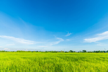scenic view landscape of rice field green grass with field cornfield or in asia country agriculture 
