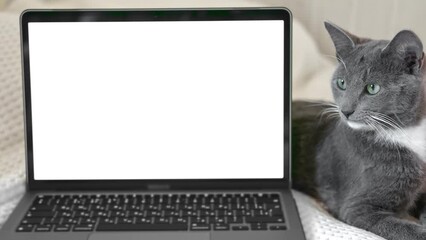 Laptop with white screen chromakey against Cat. Little gray cute sleepy Kitten. Online shopping, websites for pets, application. Mockup. Fluffy pet near white background with advertising copy space.