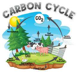 Sticker - Carbon Cycle Diagram for Science Education