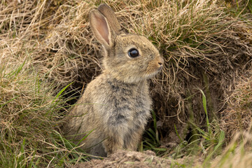 baby wild rabbit in springtime, just about to leave the safety of the rabbit warren, alert and facin