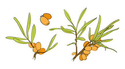 Wall Mural - Set Sea buckthorn branch. Vector hand drawn pictures in doodle style. Berry for juce, mack, cream. Line art color illustrations