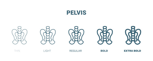 pelvis icon. Thin, light, regular, bold, black pelvis icon set from medical and healthcare collection. Editable pelvis symbol can be used web and mobile