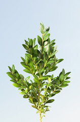 Wall Mural - Buxus tree