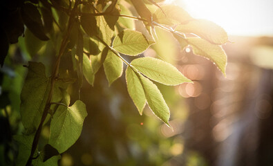 Canvas Print - fresh green leaves at sunset summer background