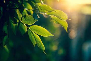 Canvas Print - fresh green leaves at sunset summer background