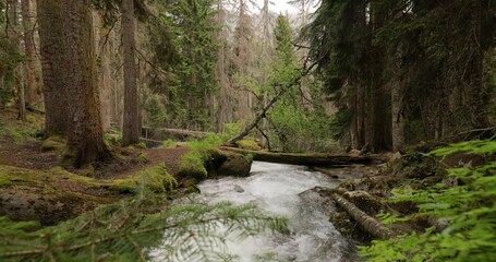 Wall Mural - Mountain River in the wood. Beautiful wildlife landscape.