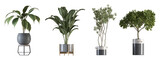 plant in a vase