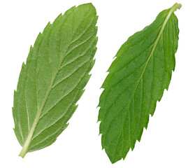 Wall Mural - Green mint leaf on white isolated background, close up