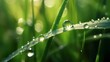 Spring summer, juicy green grass in drops of morning dew rain water close-up macro in the sunlight on a bright background..Generative AI
