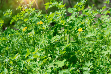 Poster - Yellow flowers of celandine in nature on a sunny day. Medicinal plant. Selective focus on blooming flowers in summer.