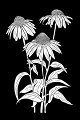 line ink drawing of cosmos flower on black background