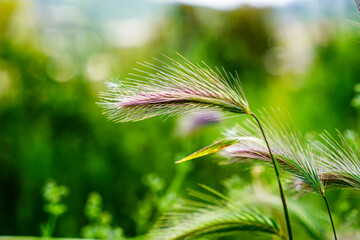 grass seeds or bromes in the sunlight