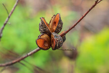 Close Up Of Open Seed Pods On An Australian Native Plant
