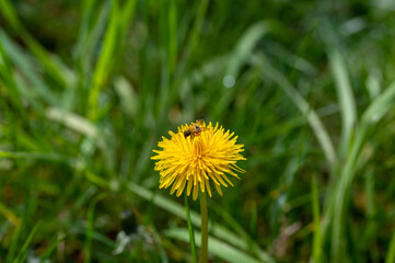 Wall Mural - A bee   on yellow dandelions in nature