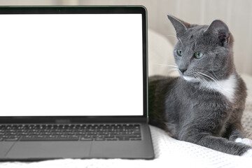 Laptop with white screen chromakey against Cat. Little gray cute sleepy Kitten. Online shopping, websites for pets, application. Mockup. Fluffy pet near white background with advertising copy space