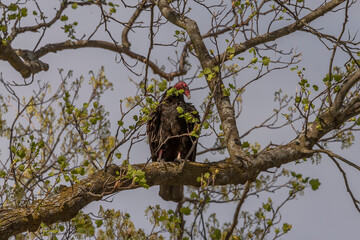 Wall Mural - Turkey Vulture perched on a tree branch