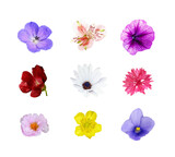 Set of colorful flowers isolated on white or transparent background