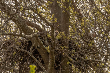 Wall Mural - Curious Great Horned Owlet peers over the edge of the nest