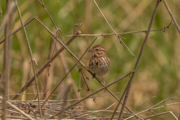 Wall Mural - Song Sparrow perched on a plant stem