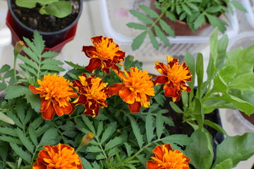 Wall Mural - Blooming Marigold Flowers