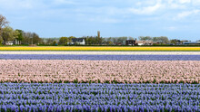 Campi Di Fiori E Tulipani In Olanda, Amsterdam, Paesi Bassi