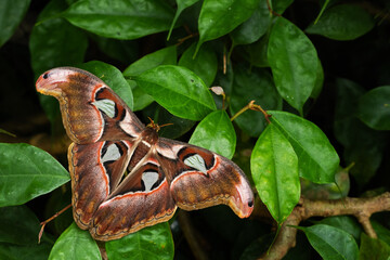 Wall Mural - Atlas Moth - Attacus atlas, beautiful large iconic moth from Asian forests and woodlands, Borneo, Indonesia.