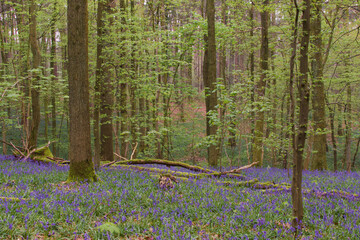 Poster - Beautiful view of the blue forest, Hallerbos