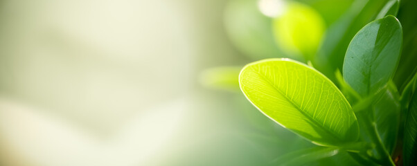 Wall Mural - Beautiful nature view of green leaf on blurred greenery background in garden and sunlight with copy space using as background natural green plants landscape, ecology, fresh wallpaper concept.