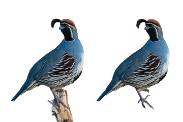 Wall Mural - Gambel's Quail (Callipepla gambelii) Photos Perched, and Un-perched, on a Transparent Background