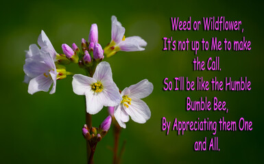 Wall Mural - a small group of wildflowers growing in the warm spring air in windsor in upstate ny. an inspiration