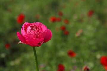 Wall Mural - Close up shot of a beautiful blossoming pink ranunculus bud in the field. Persian buttercup flower farm at springtime blooming season. Copy space for text, colorful background.