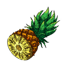 Sticker - pineapple cut sketch hand drawn vector