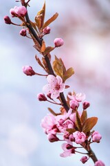 Wall Mural - Prunus cerasifera tree blooming in the springtime