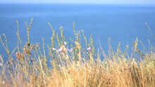 Wild Field Green Grass Swaying In The Wind On Background Of The Blue Sea On A Sunny Summer Day. Wild Nature. Wild Field Plants, Greenery. Natural Background. Wild Herbal Flowers Backdrop