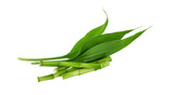 Bamboo branches with leaf isolated on transparent background. Green bamboo shoots for design.