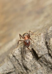 Wall Mural - ant Formica rufa Linnaeus on a stone