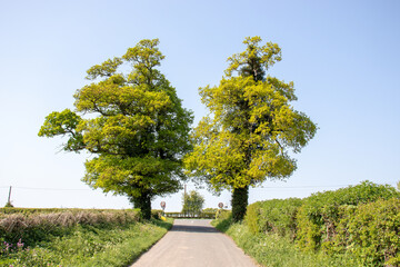 Two old oak trees down a summertime country lane.