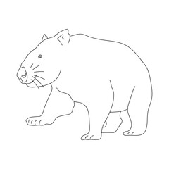 Wall Mural - Sketch of Wombat. Hand drawn vector illustration.