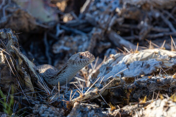 Wall Mural - Sonoran gopher snake, Pituophis catenifer, hunting for packrats on prickly pear cacti with large thorns. A large snake in the Sonoran Desert with yellow and orange coloration. Tucson, Arizona, USA.