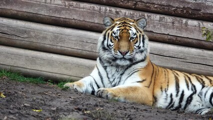 Canvas Print - the tiger shows its tongue. slow motion