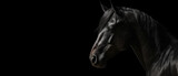 Fototapeta Konie - The head of a horse in profile close-up. Panoramic image of the head of a black thoroughbred Arabian horse on the background of a black isolated banner. Generative AI.