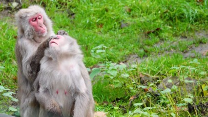 Poster - male japanese macaque (macaca fuscata) looking for fleas from a female